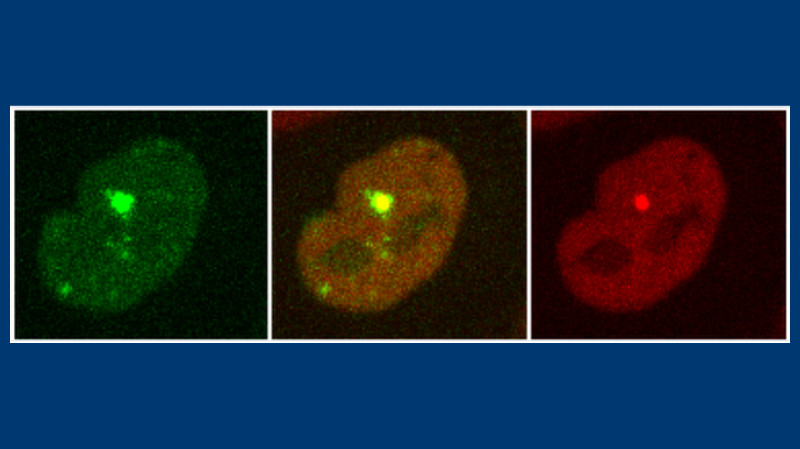 Recruitment of two proteins to the sites of DNA damage generated by laser micro-irradiation