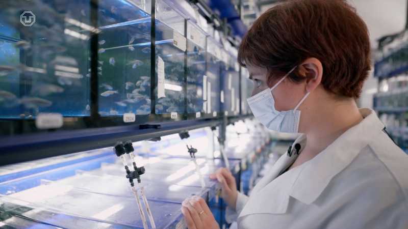 Young scientist, wearing a lab coat and a face mask, looking at zebrafish tanks